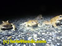 /home//u458753944/public_html/sourcegallery//Roxborough Toad Detour/2013-2019/2014/2014-04-07/P1140919.JPG